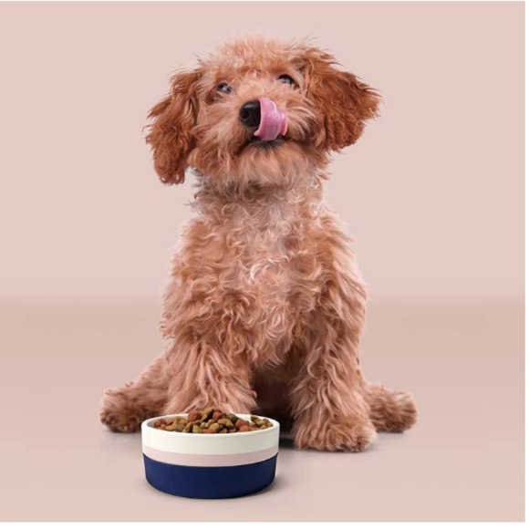 Jonathan Adler Now House Blue Miami Duo Bowl pet dog size Medium nwt - Picture 5 of 11